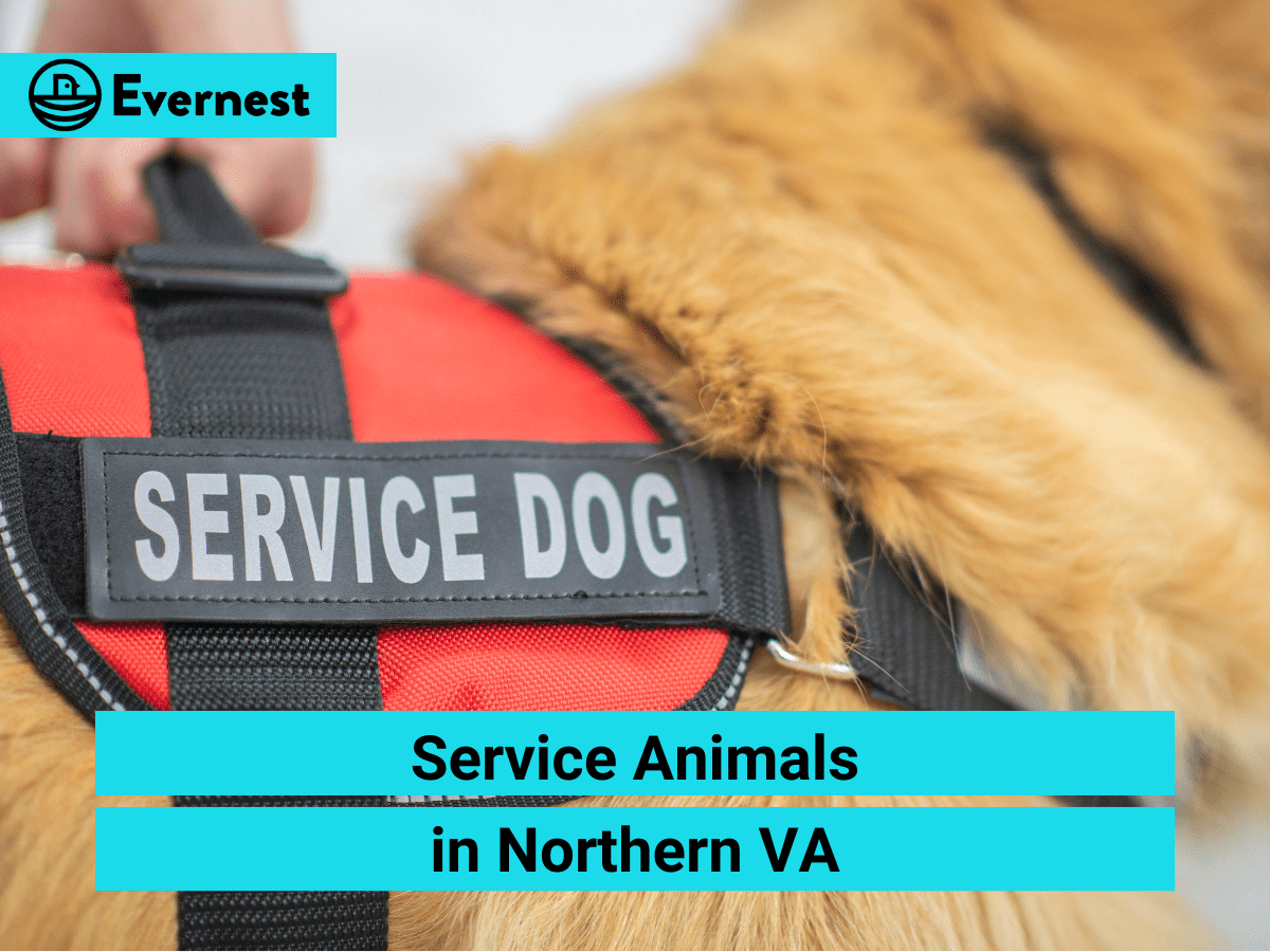 Service Animals in Northern Virginia: Everything Landlords Need to Know